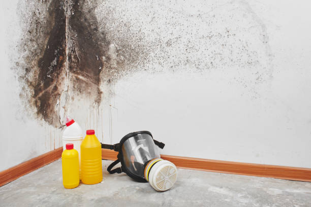 Best Fast Mold Removal  in Janesville, MN