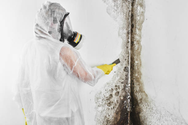 Best Mold Testing  in Janesville, MN