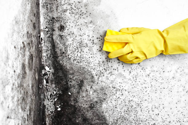 Mold Removal and Inspection in Janesville, MN