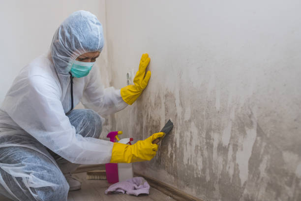 Janesville, MN Mold Removal Company