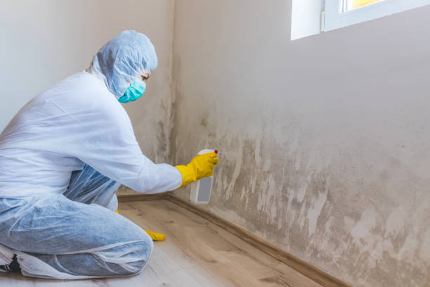 Best Attic Mold Removal  in Janesville, MN