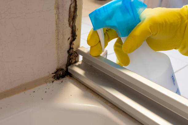 Best Office Mold Removal Services  in Janesville, MN
