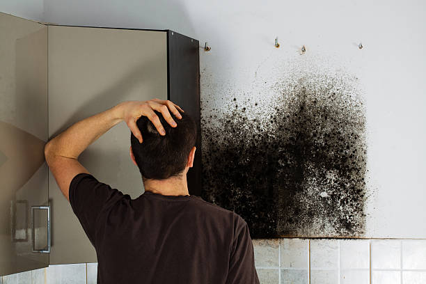 Best Best Mold Removal Companies  in Janesville, MN