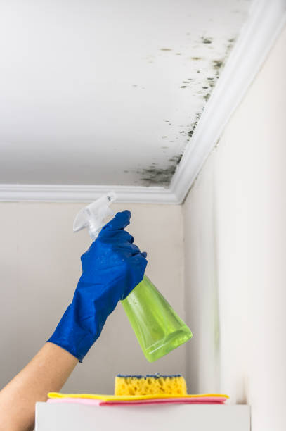Best Residential Mold Removal  in Janesville, MN